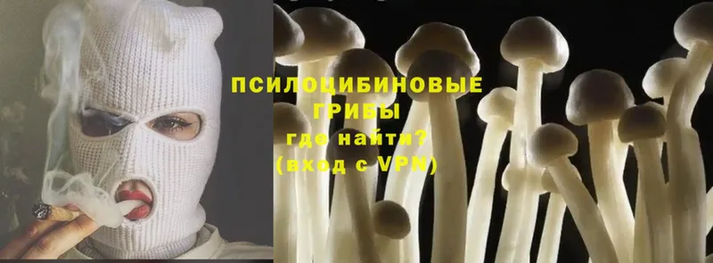 где купить наркотик  Богородск  Галлюциногенные грибы MAGIC MUSHROOMS 